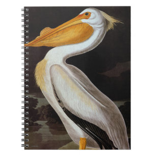 Carnet Audubon : Grand Pélican blanc