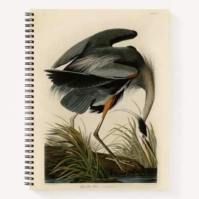 Carnet Audubon Great Blue Heron Marsh Bird (Devant)
