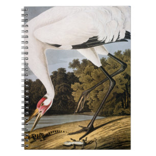 Carnet Audubon : Grue de huée