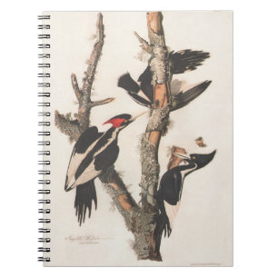 Carnet Audubon Ivory-Billed
