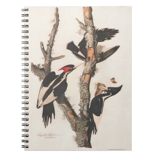 Carnet Audubon Ivory-Billed (Devant)