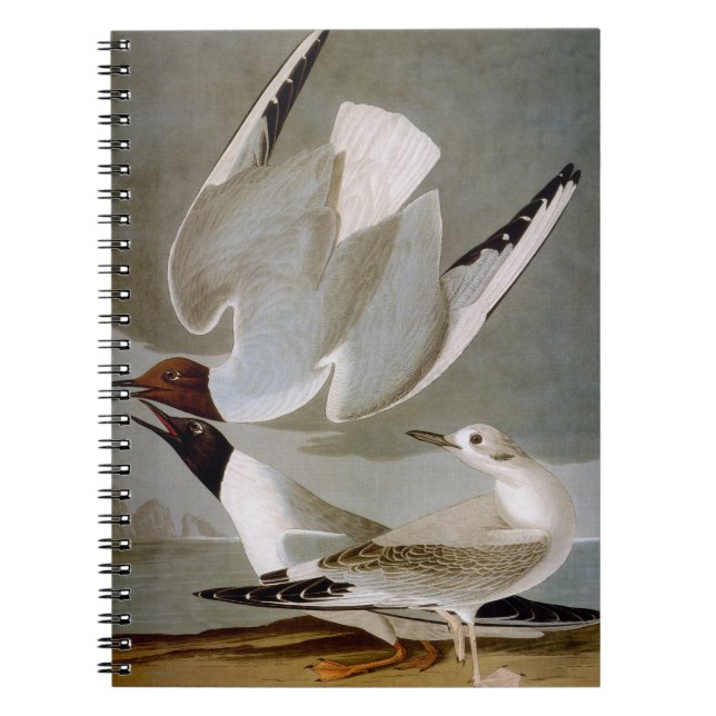 Carnet Audubon : La mouette de Bonaparte (Devant)