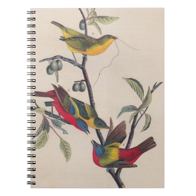 Carnet Audubon Peint Bunting Bird Wildlife (Devant)
