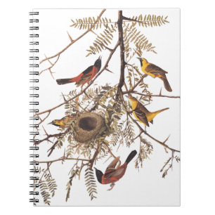 Carnet Audubon's Orchard Oiseaux orientaux nichant dans l