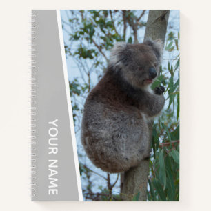 Carnet Australie Koala dans un arbre à eucalyptus, Argent