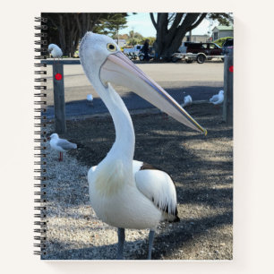Carnet Australie ; Pélican - Voyage