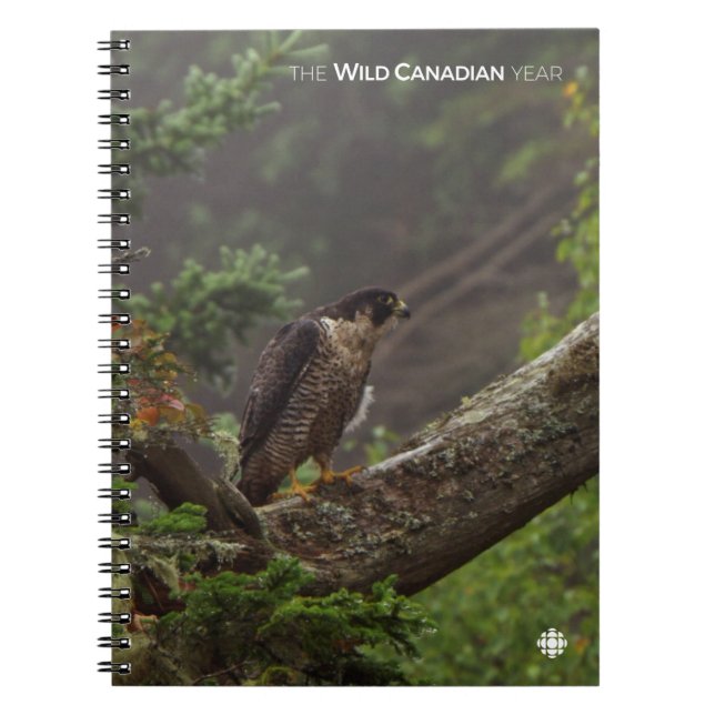 Carnet Automne - Faucon pèlerin (Devant)