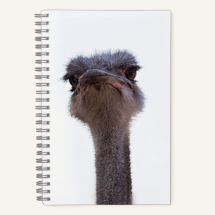 Carnet autruche