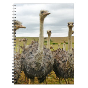 Carnet autruche