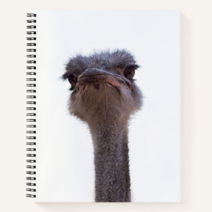 Carnet autruche