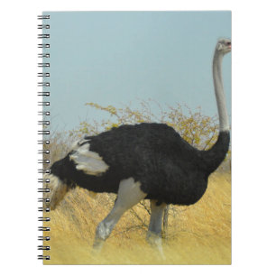Carnet Autruche en course