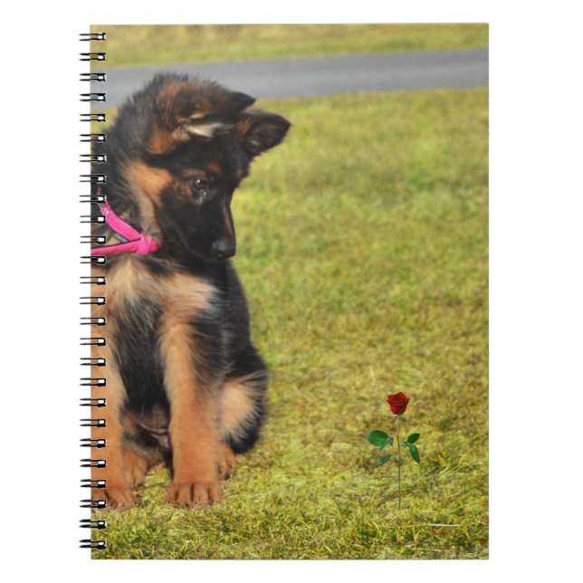 Carnet avec german shepard admirant un rose (Devant)
