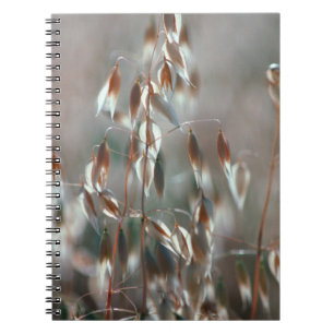 Carnet Avoine Mûre (Avena Sativa) Gros Plan. Ceres, Bolan