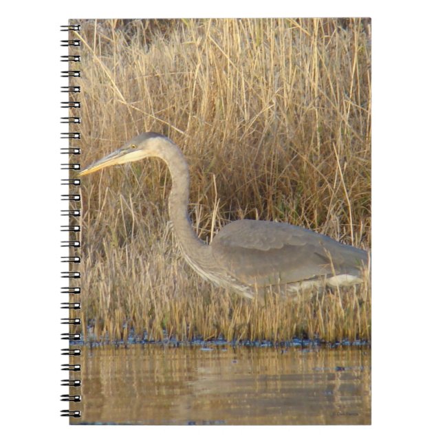 Carnet B19 Jeune Héron bleu (Devant)