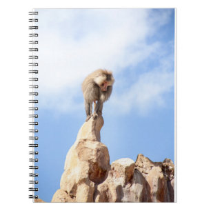 Carnet Babouin majestueux sur un sommet de montagne