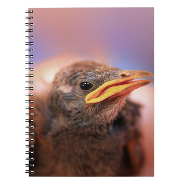 Carnet Baby Bird (Devant)