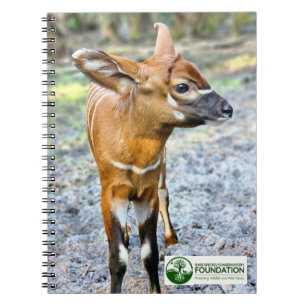 Carnet Baby Bongo