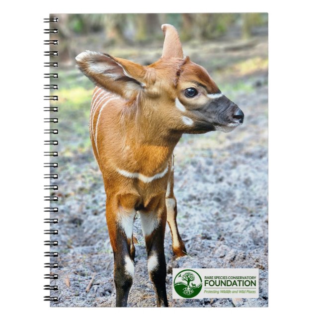 Carnet Baby Bongo (Devant)