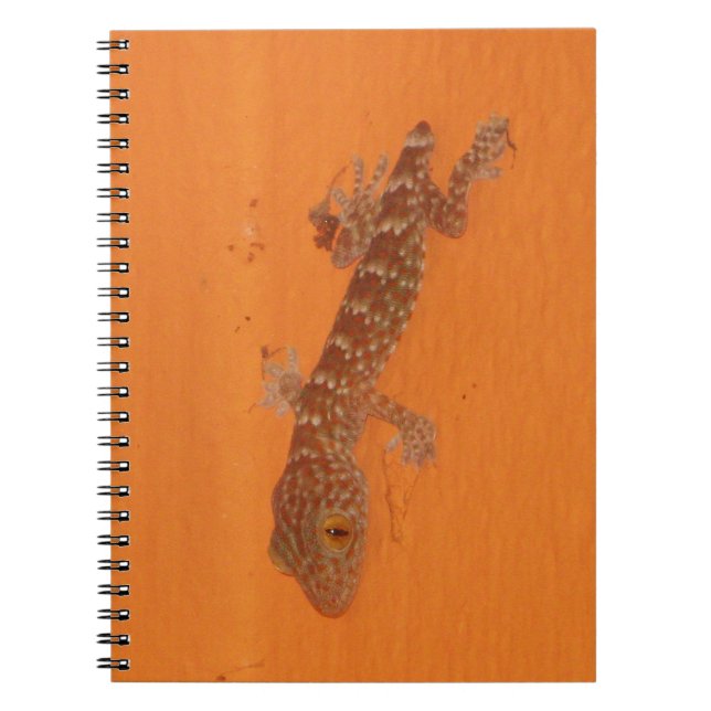 Carnet Baby Tokay Gecko (Devant)