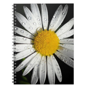 Carnet Baise blanche