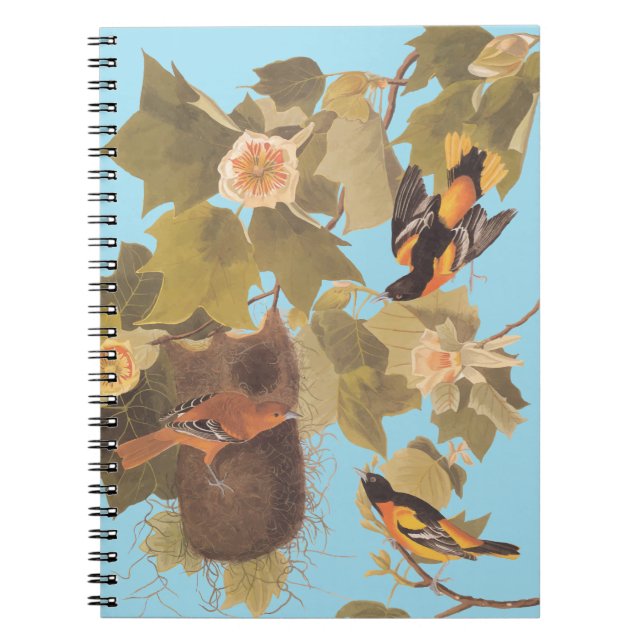 Carnet Baltimore Oriole Audubon Bird Family avec nid (Devant)