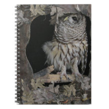 Barred Owl - Voici ce que vous regardez!