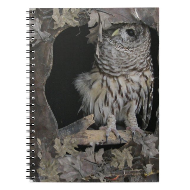 Carnet Barred Owl - Voici ce que vous regardez! (Devant)