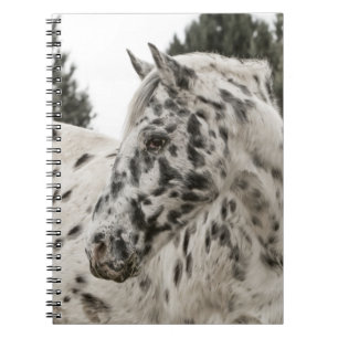 Carnet Beau Appaloosa noir et blanc