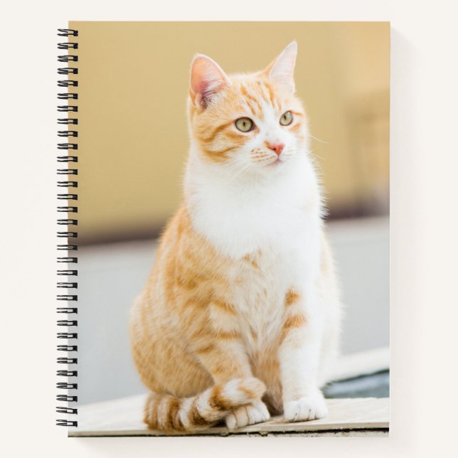 Carnet Beau chat rouge (Devant)