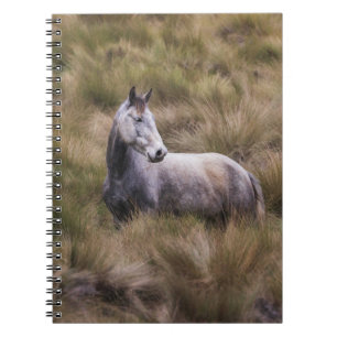 Carnet Beau Cheval gris coloré