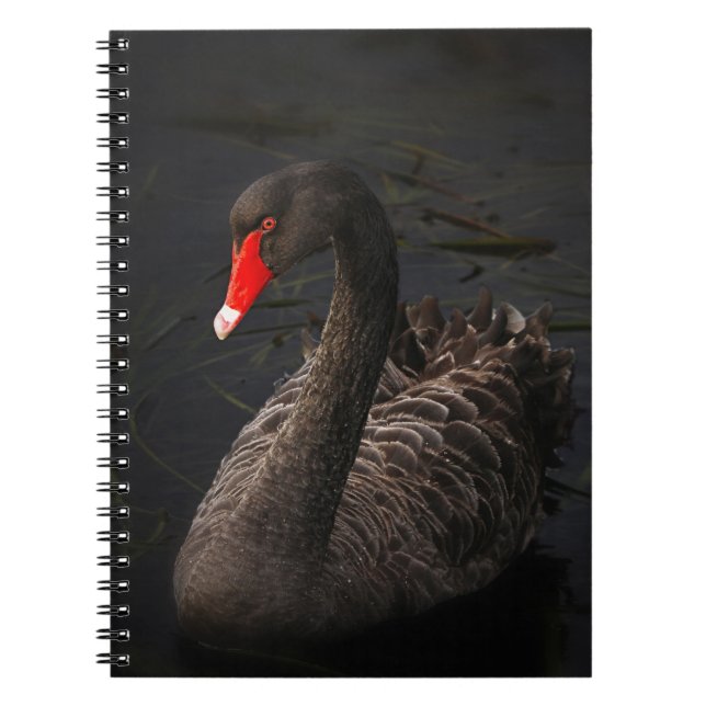 Carnet Beau cygne noir avec un bec rouge vif (Devant)