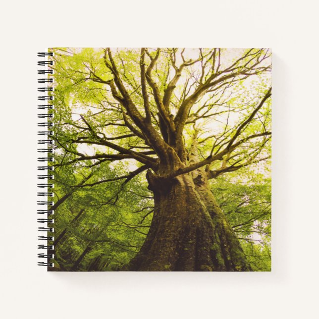 Carnet Beau Hêtre (Devant)