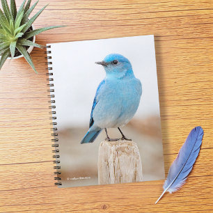 Carnet Beau oiseau bleu de montagne sur la plage Stump