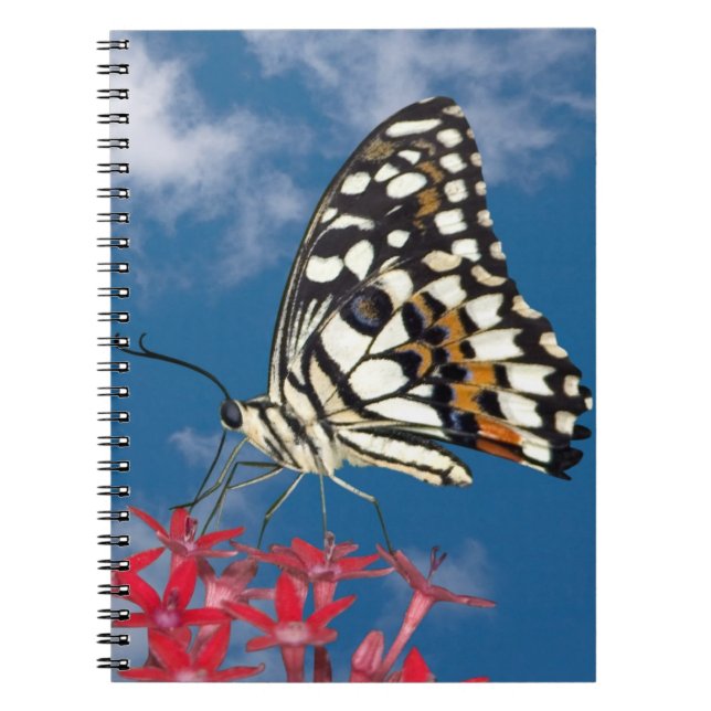 Carnet Beau Papillon (Devant)