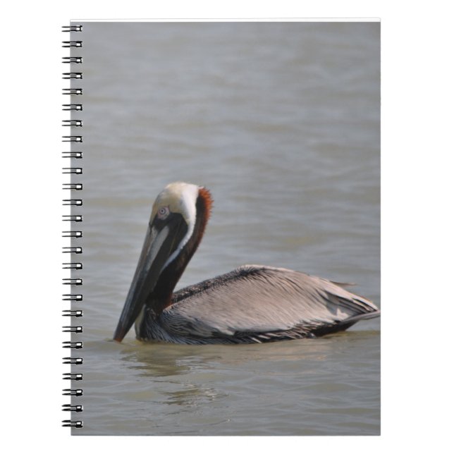 Carnet Beau pélican (Devant)