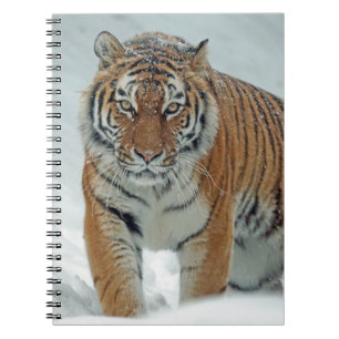 Carnet Beau tigre en neige