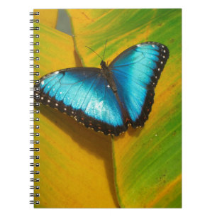Carnet Beautiful Iridescent Butterfly