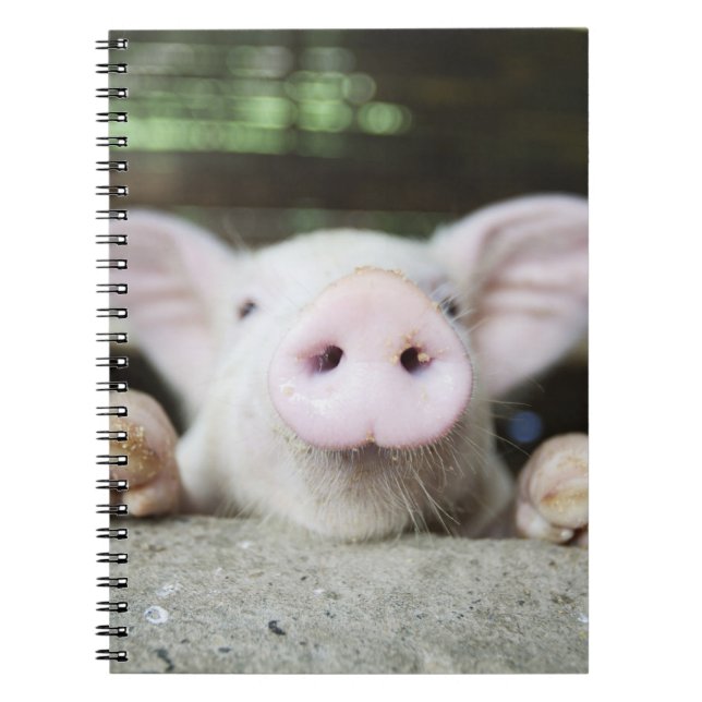 Carnet Bébé Cochon en Stylo, Piglet (Devant)