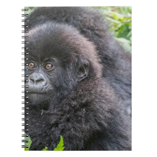 Carnet Bébé gorille des montagnes (Devant)