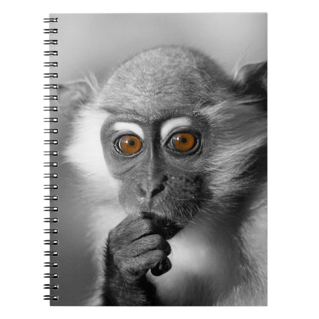 Carnet Bébé Mangabey (Devant)