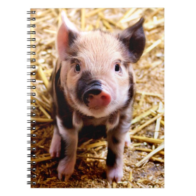 Carnet Bébé mignon porc (Devant)