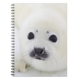 Carnet Bébé phoque d'harpe de bébé sur la glace de la