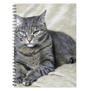 Carnet Belle couture de chat