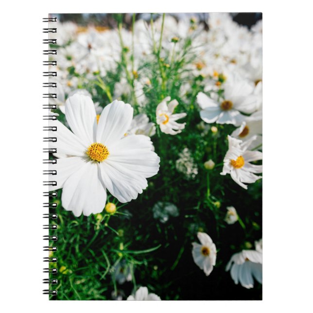 Carnet Belle fleurs de cosmos blanc fleurissant dans la g (Devant)