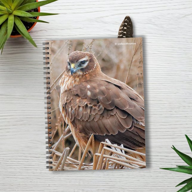 Carnet Belle harceleuse du Nord dans le marais (Beautiful Female Northern Harrier in the Marsh Journal Cover Photo)