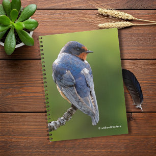 Carnet Belle hirondelle de grange sur une branche