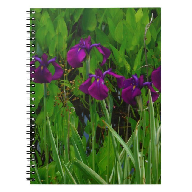 Carnet Belle Iris Violet (Devant)