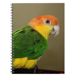 Carnet Belle Perroquet caïque à ventre blanc Poser