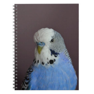 Carnet Belle perruche bleue