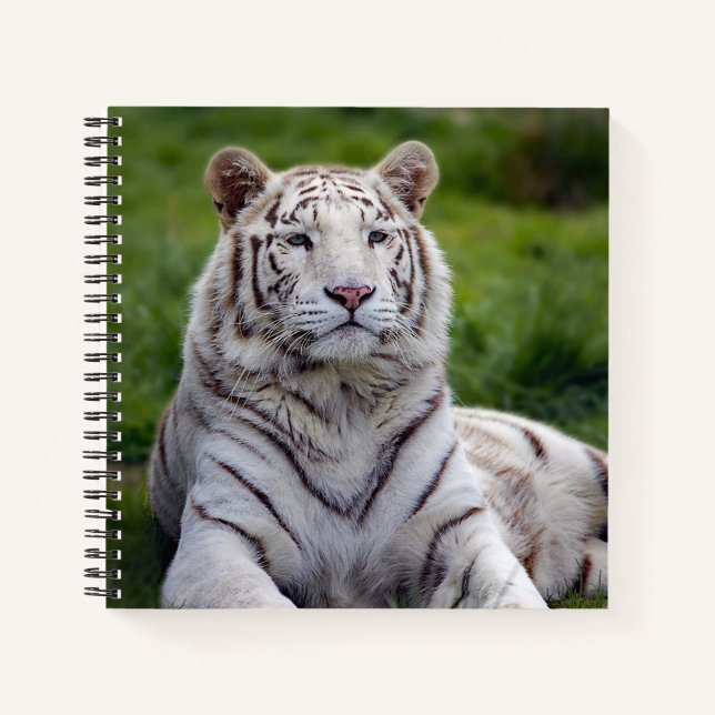 Carnet Belle photo de tigre blanc (Devant)